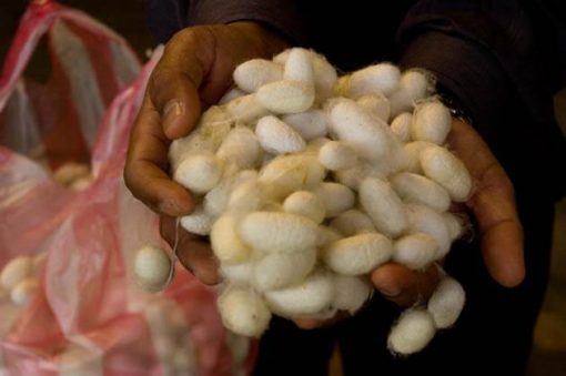 Frangipanier boutique en ligne commerce equitable cocon de soie naturelle