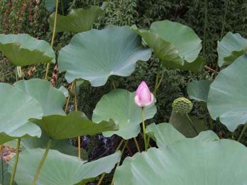 Frangipanier artisanat équitable fleur de lotus et fruit avec graines