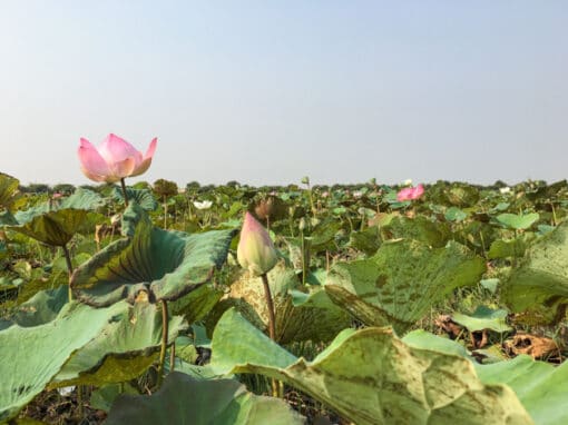 frangipanier-artisanat-equitable-jacinthe-eau-cambodge-14